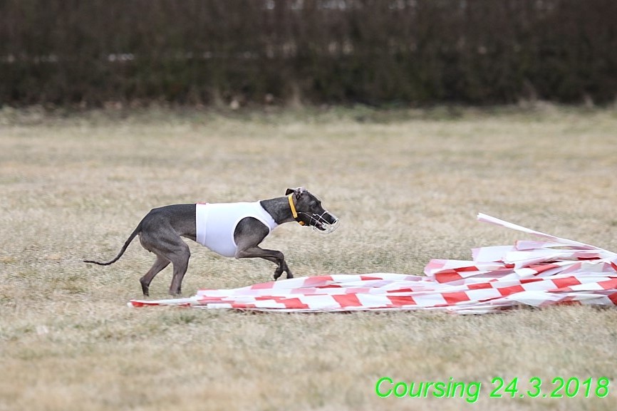 Coursing Jarni otvírák, Kladruby (252)