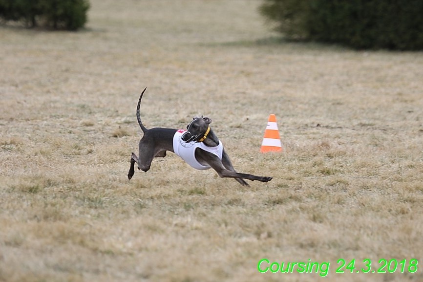 Coursing Jarni otvírák, Kladruby (254)