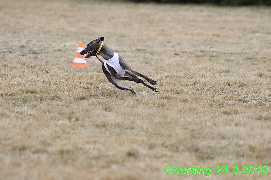 Coursing Jarni otvírák, Kladruby (255)