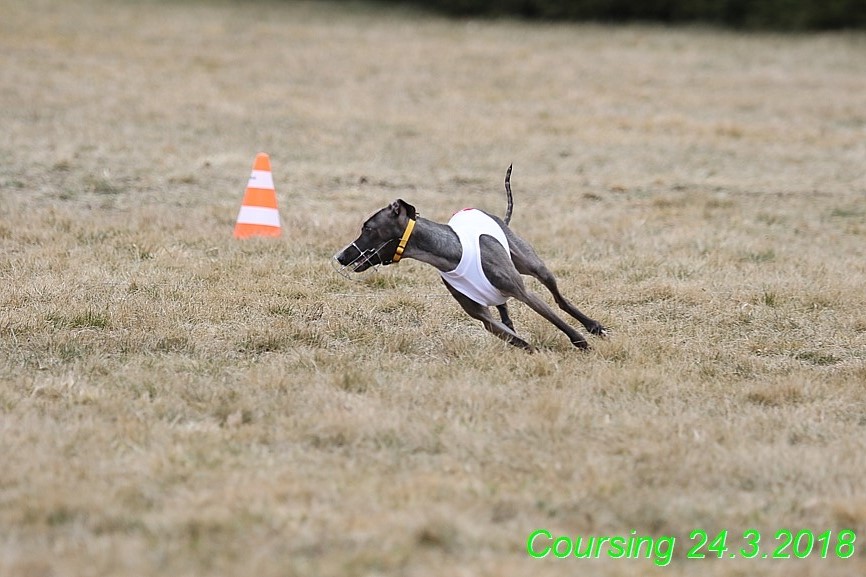 Coursing Jarni otvírák, Kladruby (256)