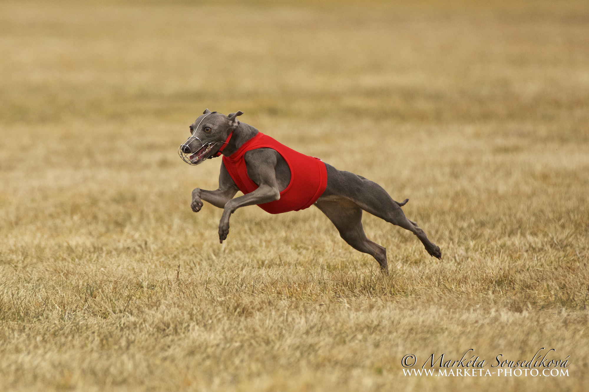 Hannach Feritte Bugsy 24.3.2018 Coursing 5. misto z 11ti (2)