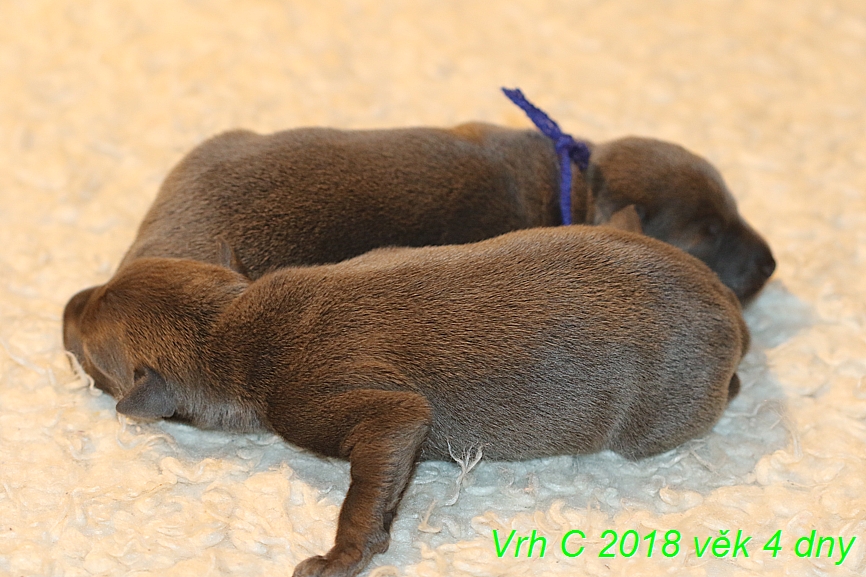 Vrh C 2018 věk 4 dny (16)