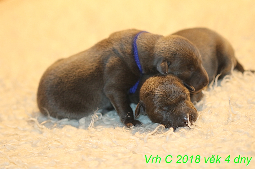 Vrh C 2018 věk 4 dny (20)