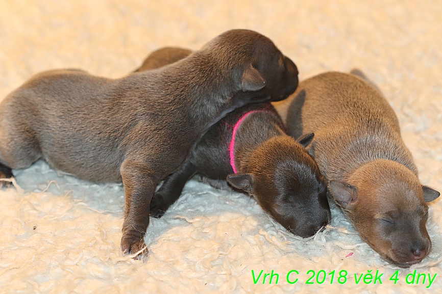 Vrh C 2018 věk 4 dny (40)