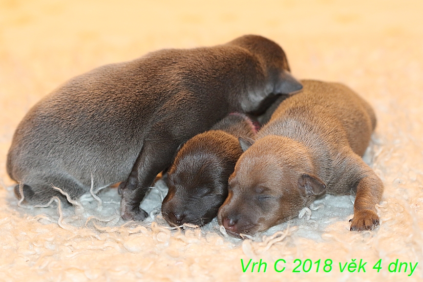 Vrh C 2018 věk 4 dny (41)