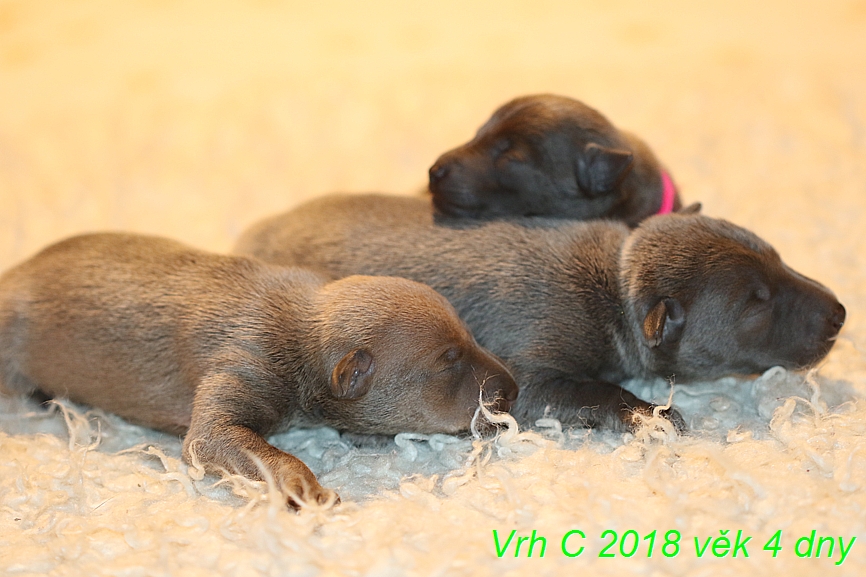 Vrh C 2018 věk 4 dny (42)