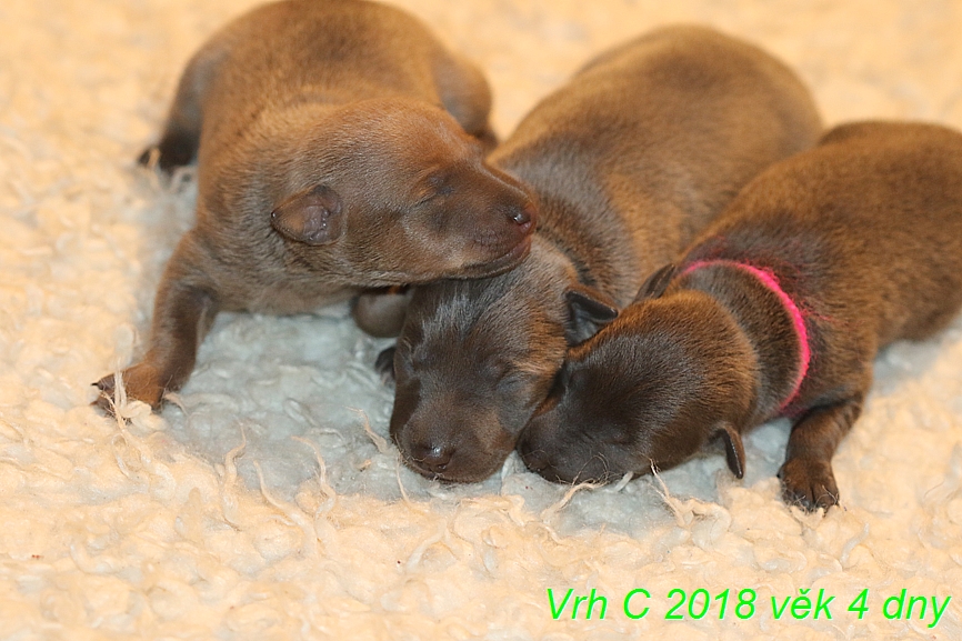 Vrh C 2018 věk 4 dny (44)