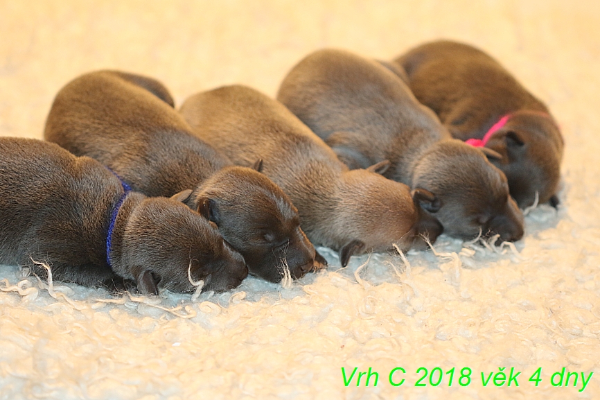 Vrh C 2018 věk 4 dny (49)