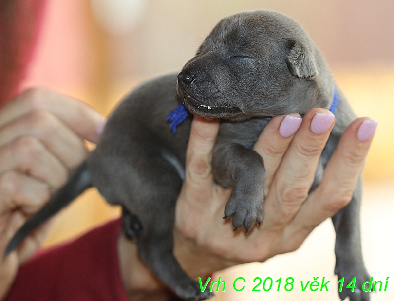 Vrh C 2018 věk 14 dní (10)