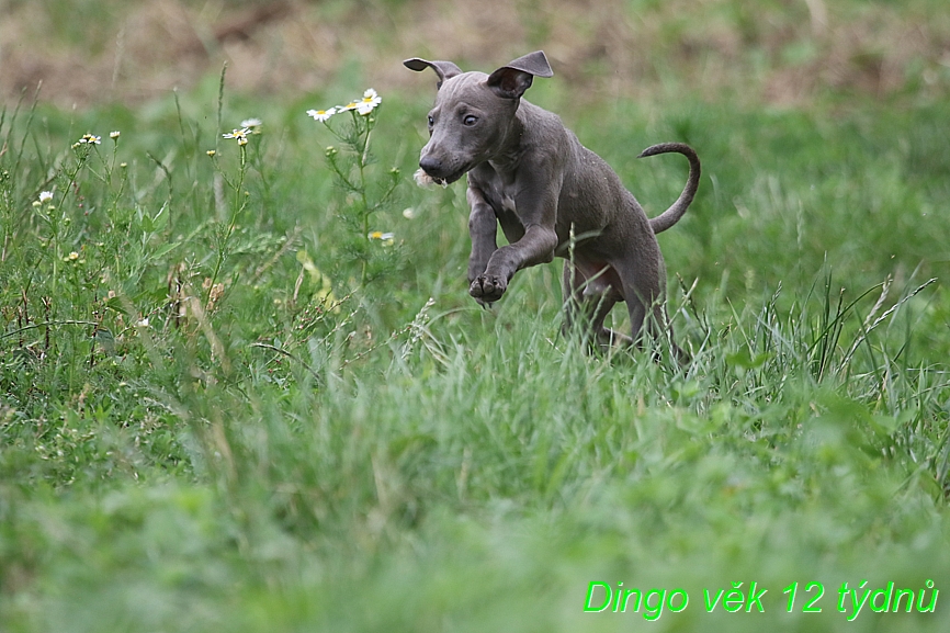Dingo 12 týdnů (7)