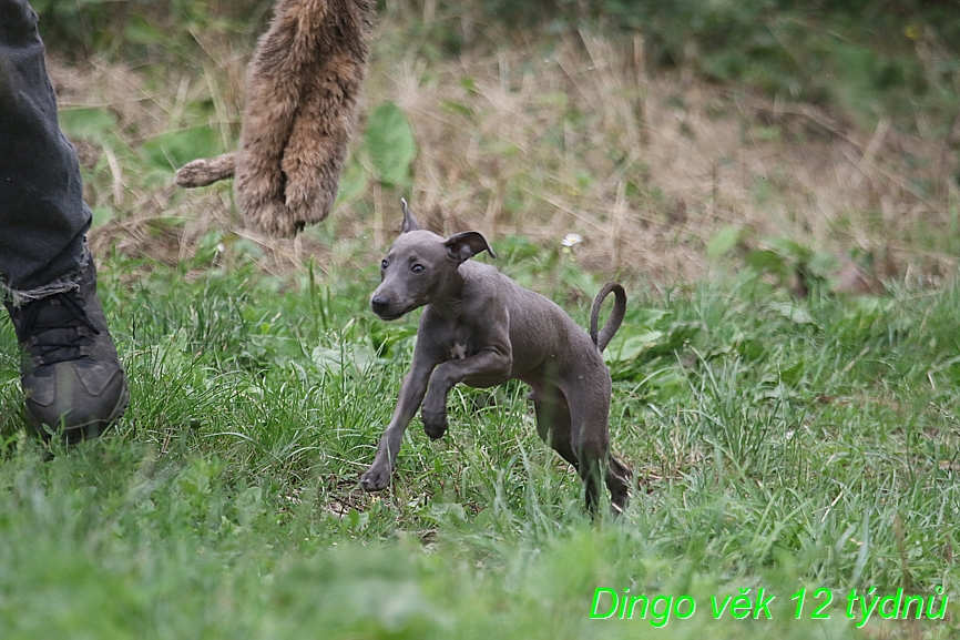 Dingo 12 týdnů (13)