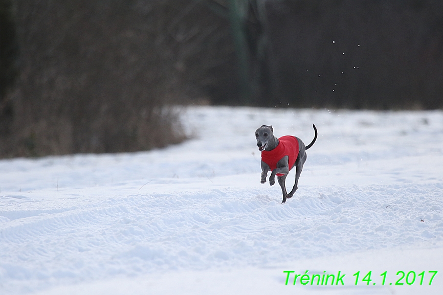 Trenink (12)