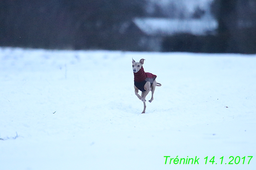 Trenink (79)