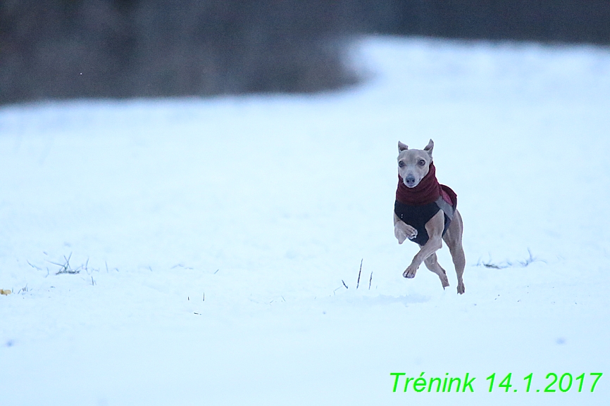 Trenink (81)