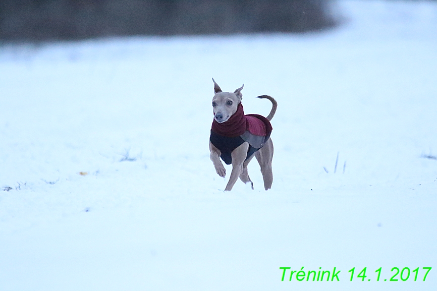 Trenink (82)