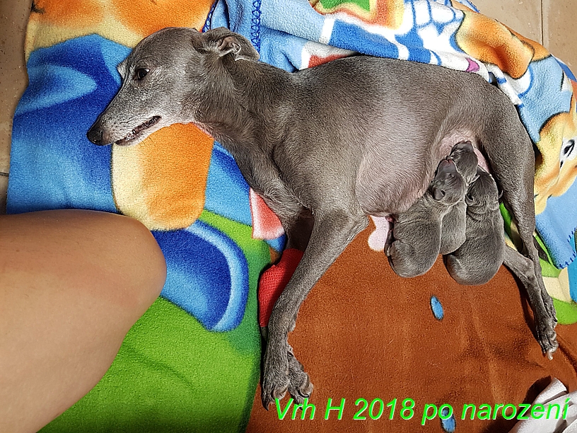 Vrh H 2018 hned po narozeni (12)