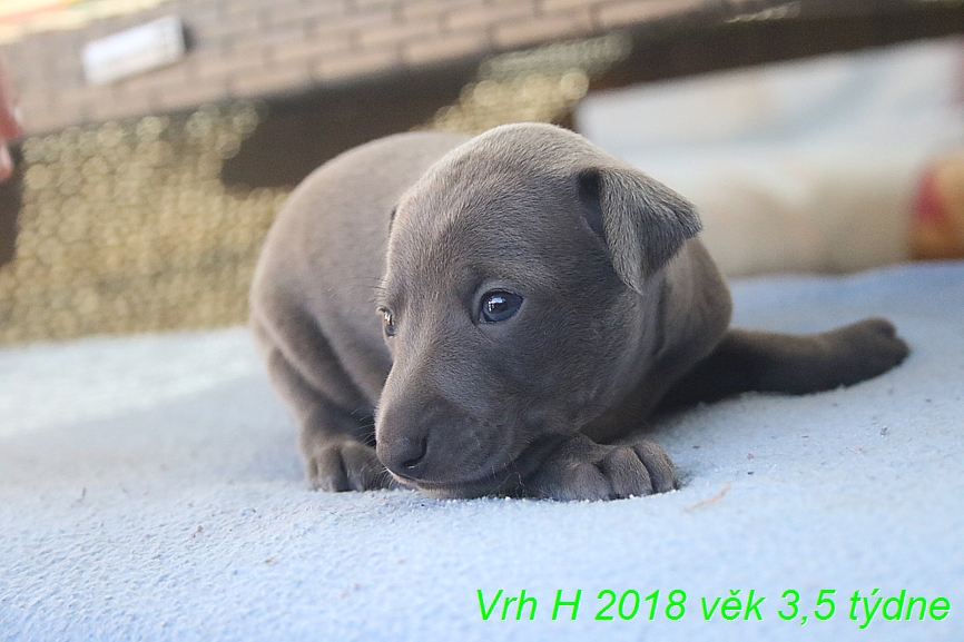 Vrh H 3,5 tydne (5)