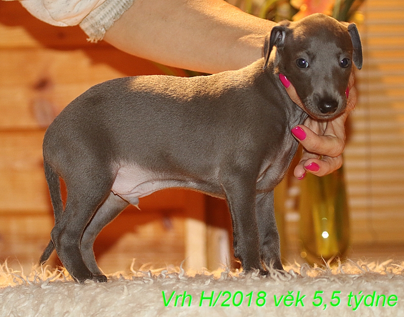 Vrh H 5,5 tydne (5)