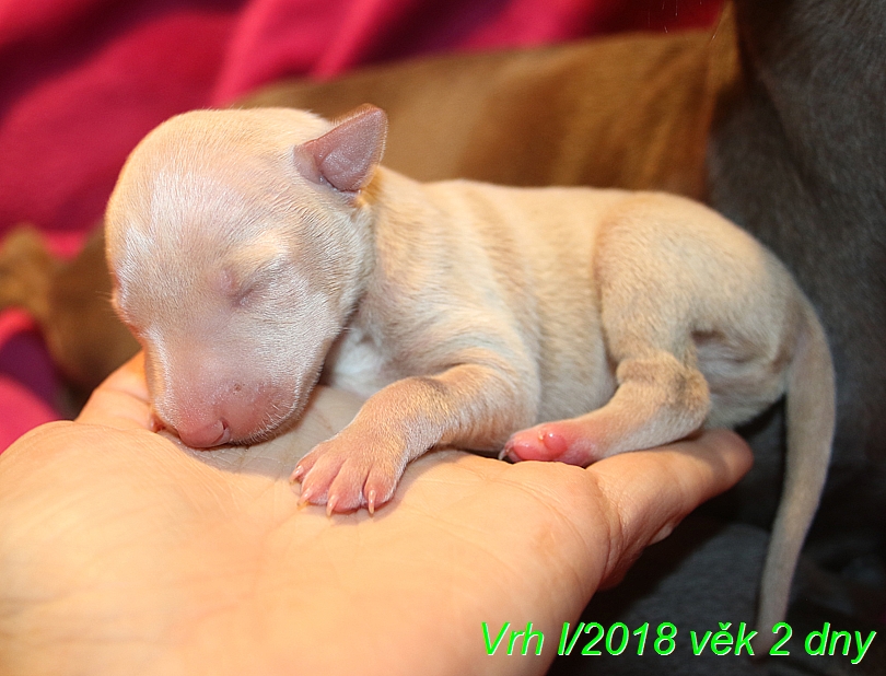 Vrh I 2018 věk 2 dny (17)