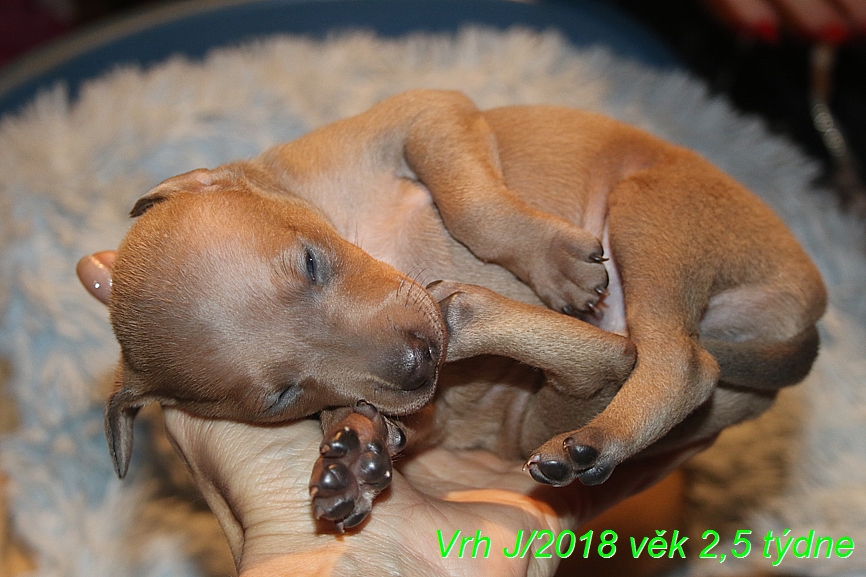 Vrh J 2018 věk 2,5 týdne (34)