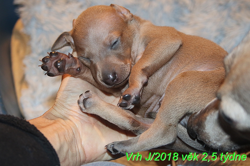 Vrh J 2018 věk 2,5 týdne (37)