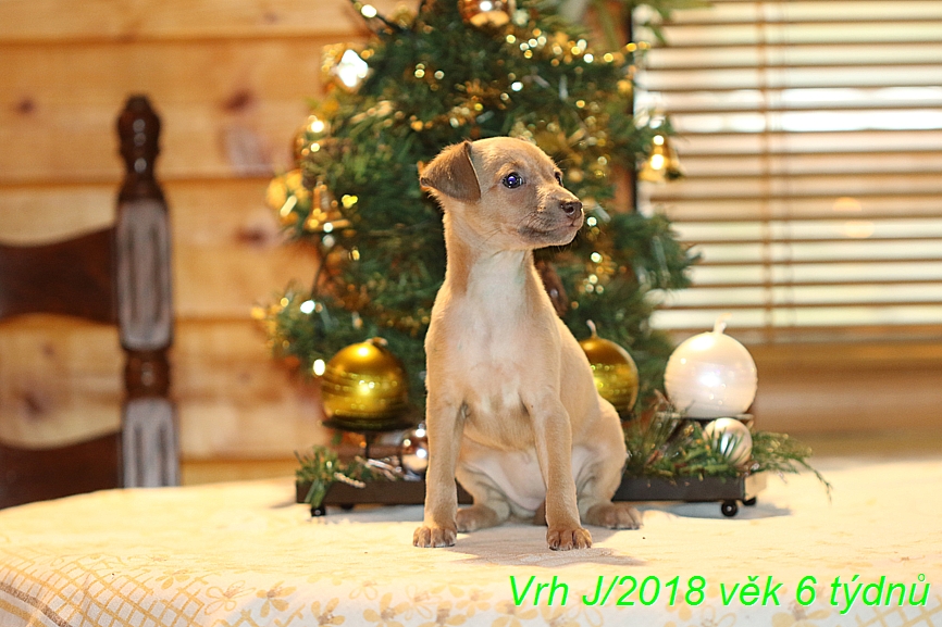 Vrh J 2018 věk 6 týdnů (4)