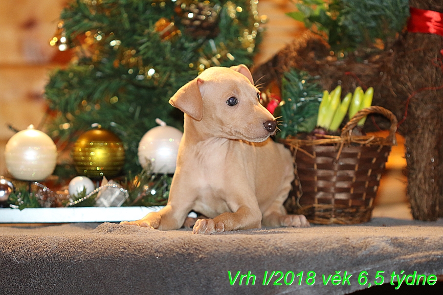 Vrh I 2018 věk 6,5 týdne (4)