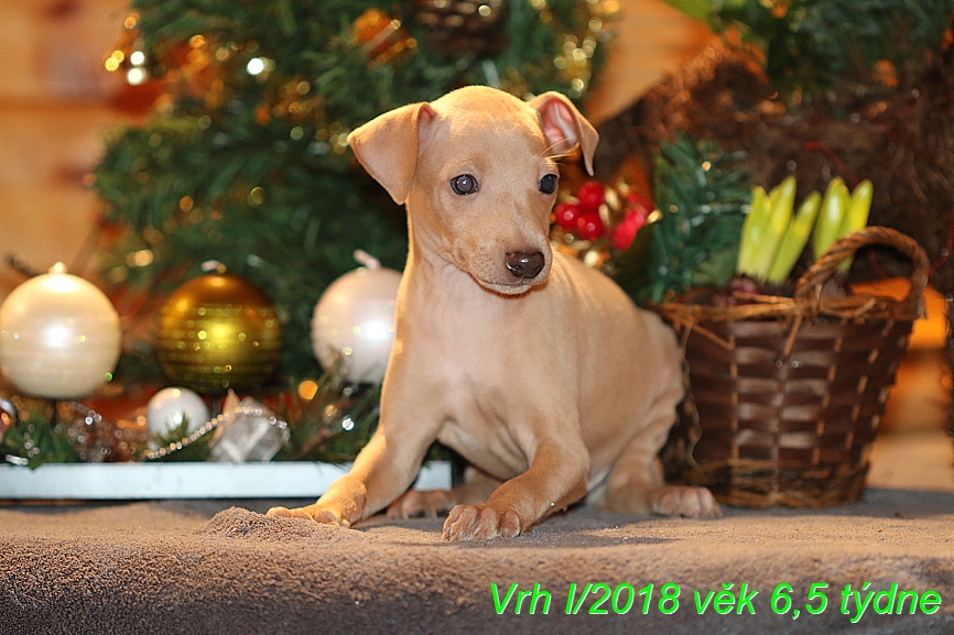 Vrh I 2018 věk 6,5 týdne (5)