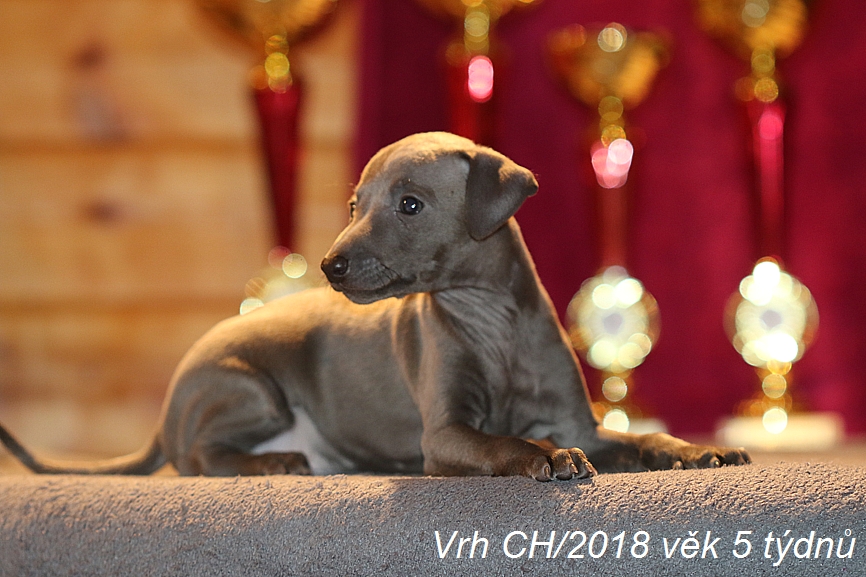 Vrh CH 2018 věk 5 týdnů (11)