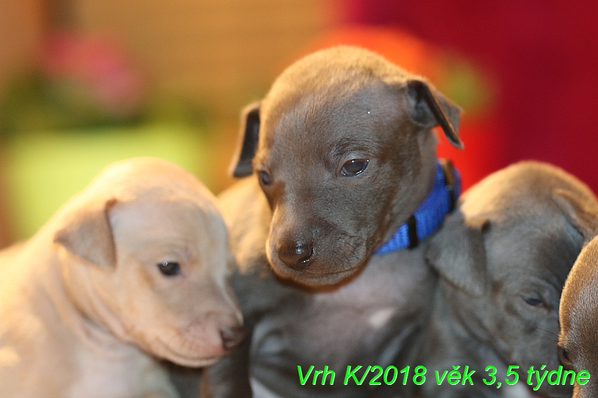 Vrh K 2018 věk 3,5 týdne (6)