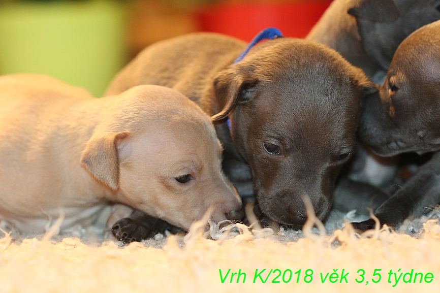 Vrh K 2018 věk 3,5 týdne (7)