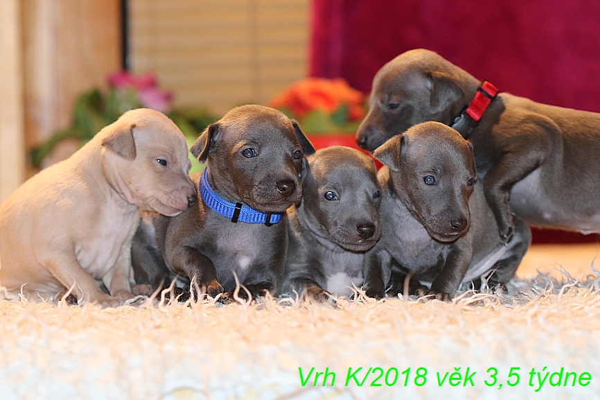 Vrh K 2018 věk 3,5 týdne (8)