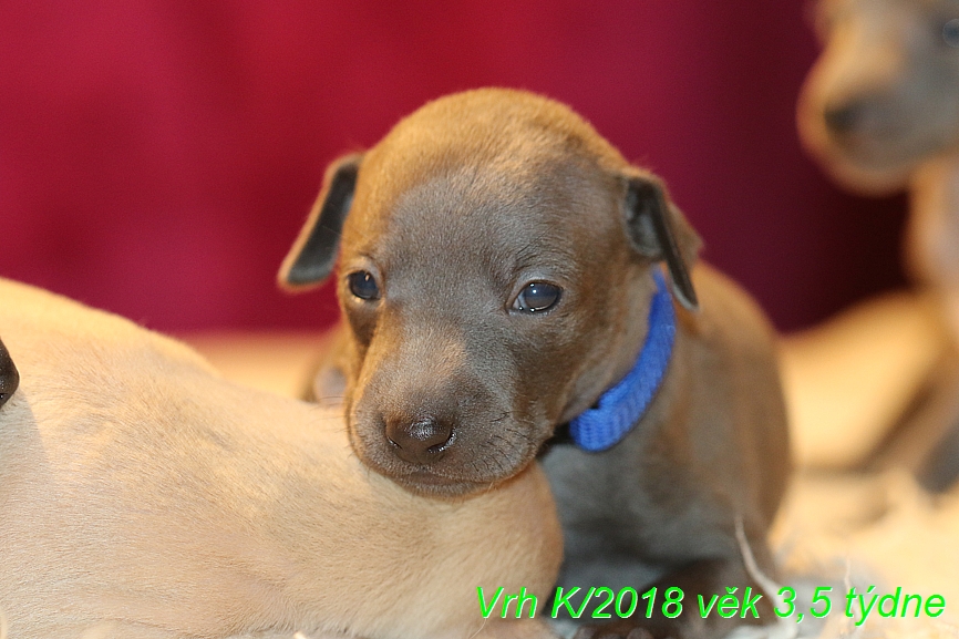 Vrh K 2018 věk 3,5 týdne (9)