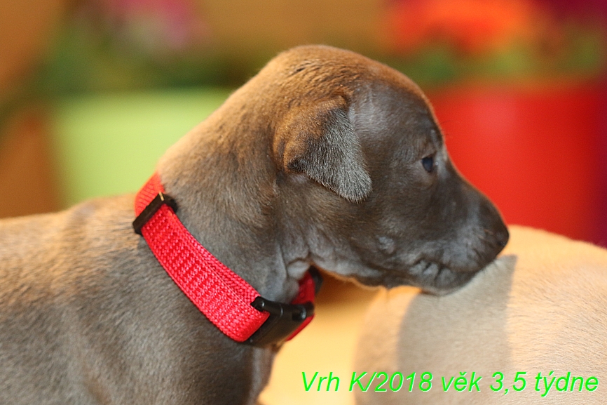 Vrh K 2018 věk 3,5 týdne (11)