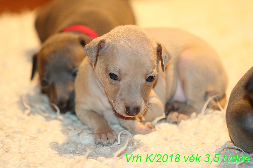 Vrh K 2018 věk 3,5 týdne (12)