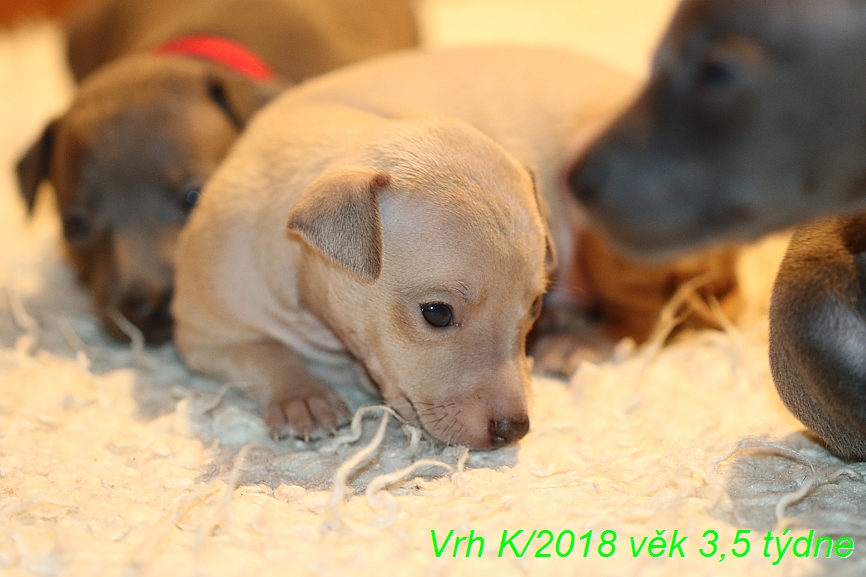 Vrh K 2018 věk 3,5 týdne (13)