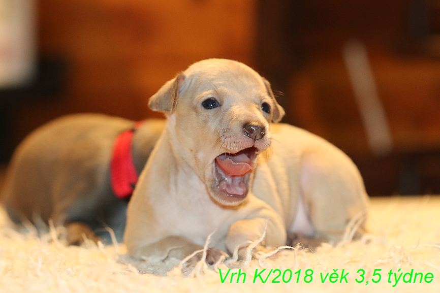 Vrh K 2018 věk 3,5 týdne (14)