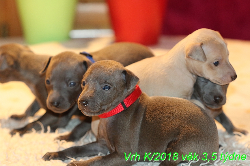 Vrh K 2018 věk 3,5 týdne (21)