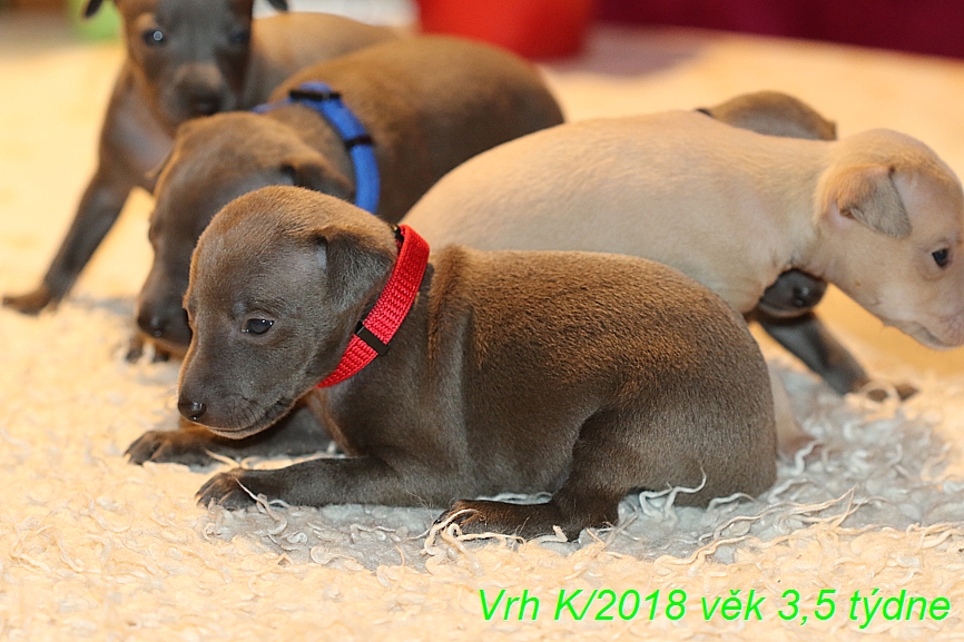 Vrh K 2018 věk 3,5 týdne (22)