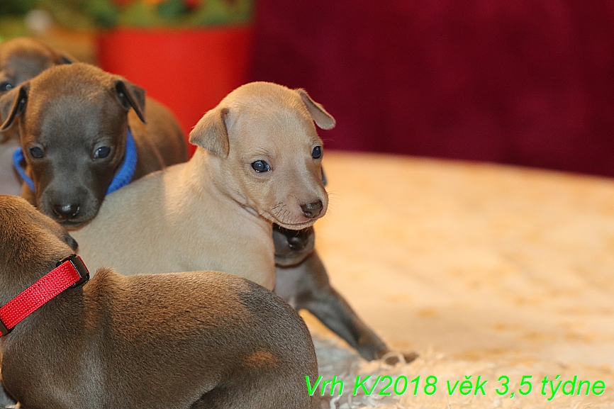 Vrh K 2018 věk 3,5 týdne (23)