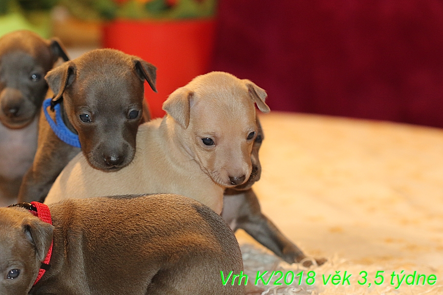 Vrh K 2018 věk 3,5 týdne (24)