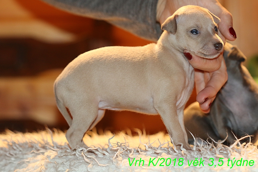 Vrh K 2018 věk 3,5 týdne (34)