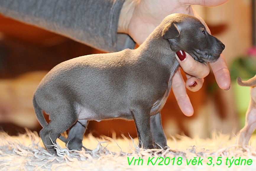 Vrh K 2018 věk 3,5 týdne (39)