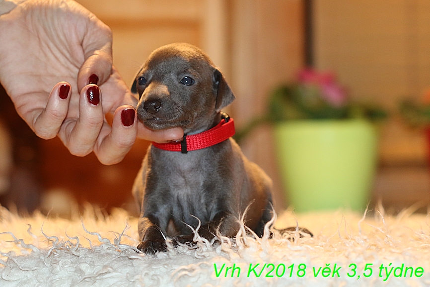 Vrh K 2018 věk 3,5 týdne (42)