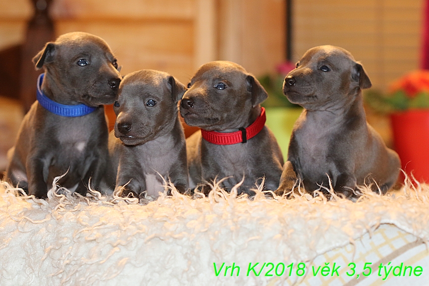 Vrh K 2018 věk 3,5 týdne (48)