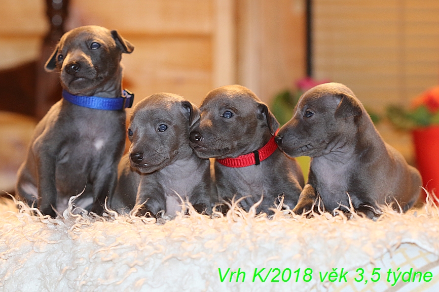 Vrh K 2018 věk 3,5 týdne (49)