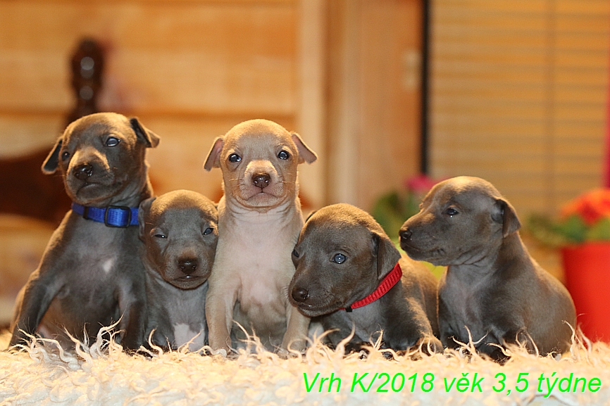 Vrh K 2018 věk 3,5 týdne (51)