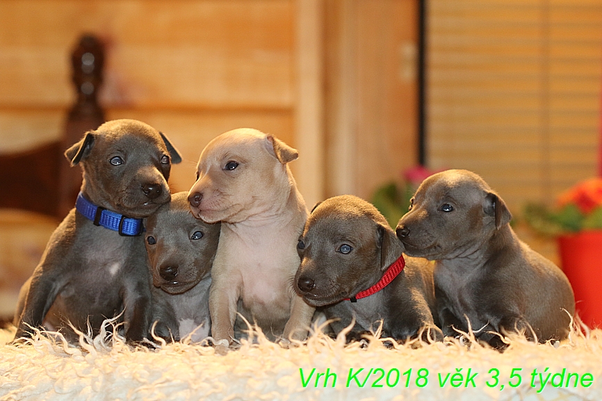 Vrh K 2018 věk 3,5 týdne (52)