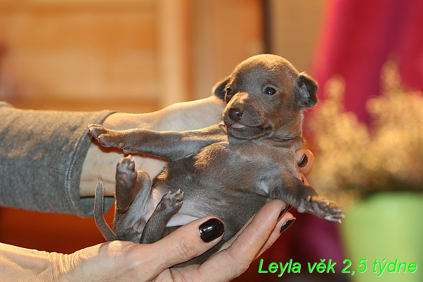 Leyla 2,5 tydne (1)