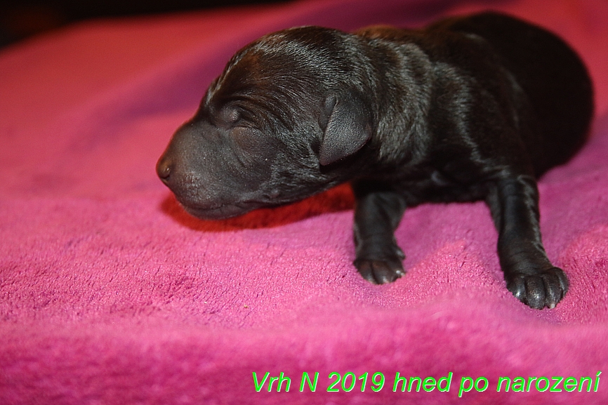 Vrh N 2019 hned po narození (13)